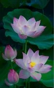 Blue Lotus Thaimassage & Spa